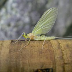 Yellow Quill Mayfly