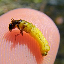 Caddisfly Larvae